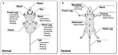 The “WWHow” Concept for Prospective Categorization of Post-operative Severity Assessment in Mice and Rats